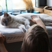 Katzenhaarallergie